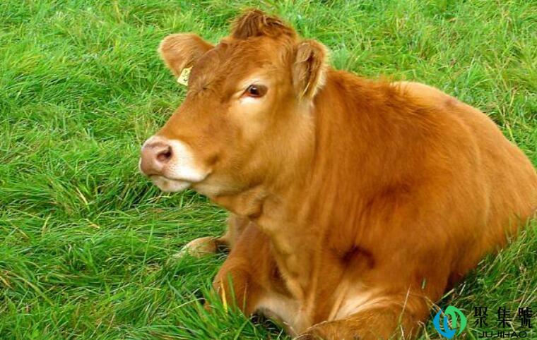 欲钱买憨厚老实的动物