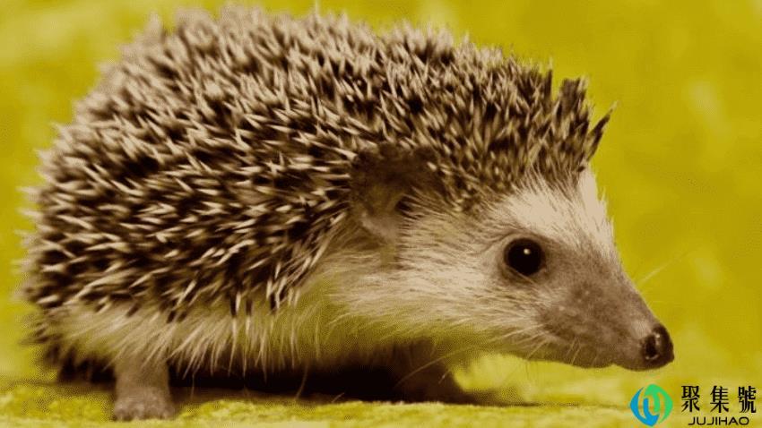 宠物刺猬能养吗有哪些行为