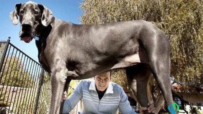 巨型犬体型排名前五名是什么