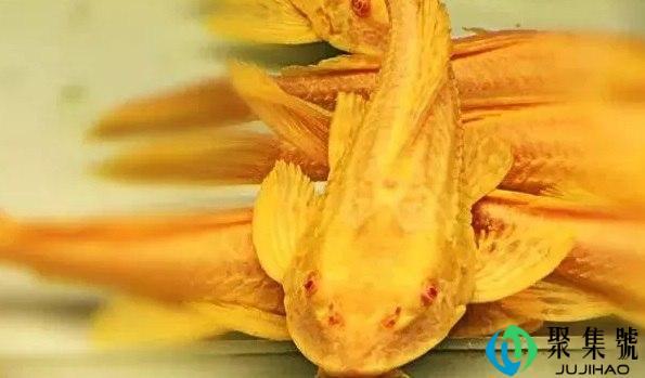 大帆女王和清道夫区别