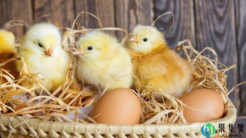 先有鸡先有蛋神回复