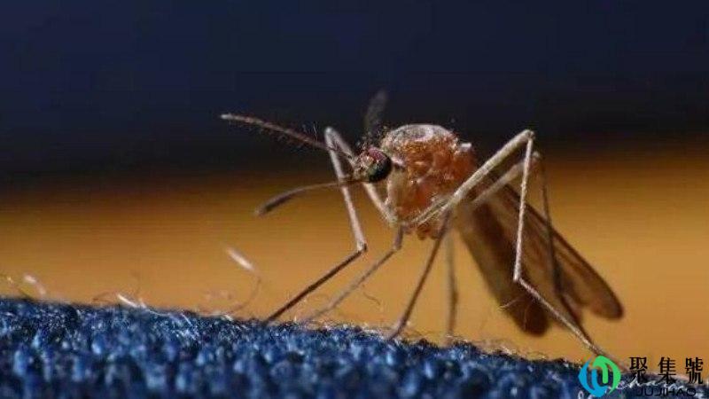 伊蚊和库蚊的区别