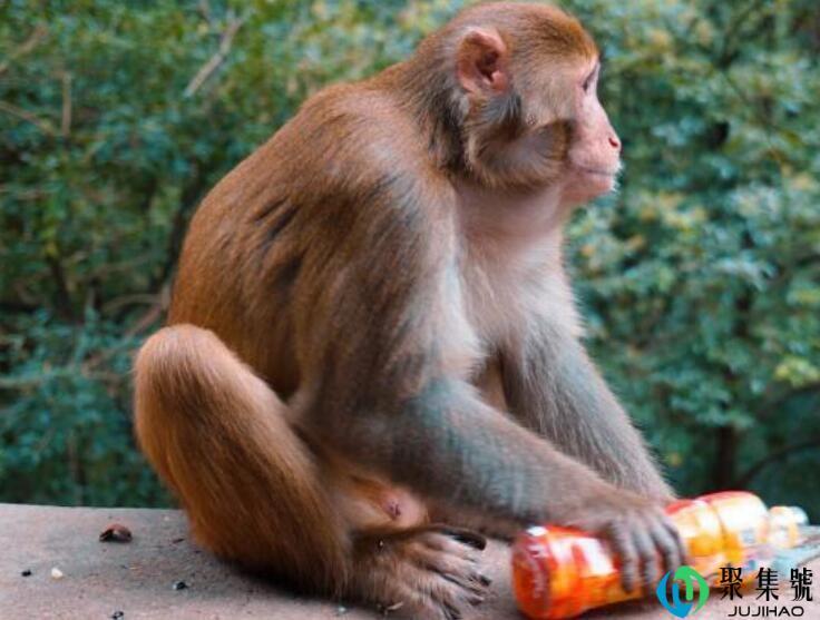 欲钱买月落西山的动物