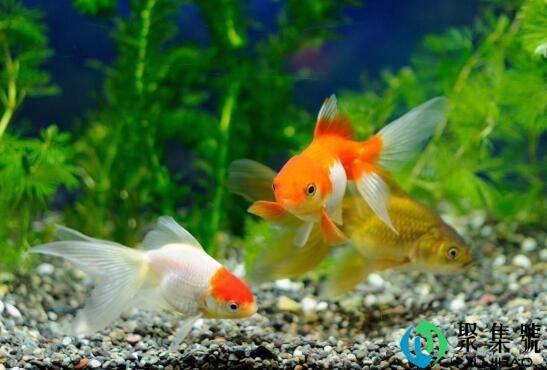 鱼缸水黄怎么回事