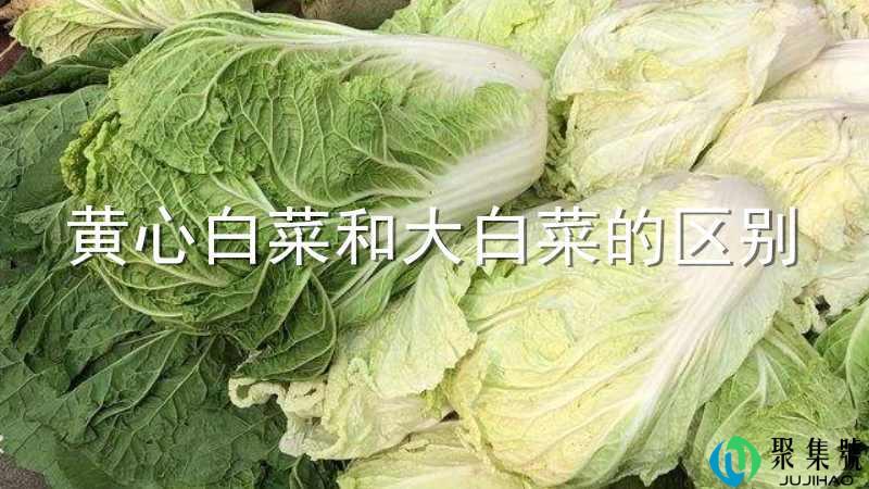 黄心白菜和大白菜的区别