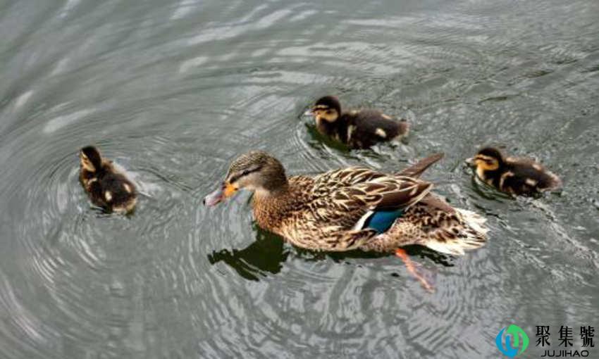 凤凰头上戴牡丹打一肖是什么