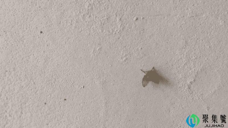 小蜜虫怎么消灭小窍门