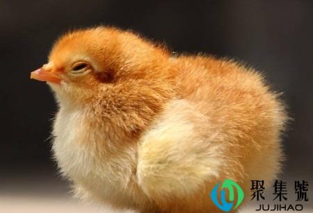 肥皂是十二生肖哪个肖