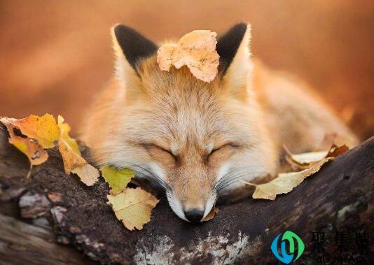 狐狸智商相当人类几岁