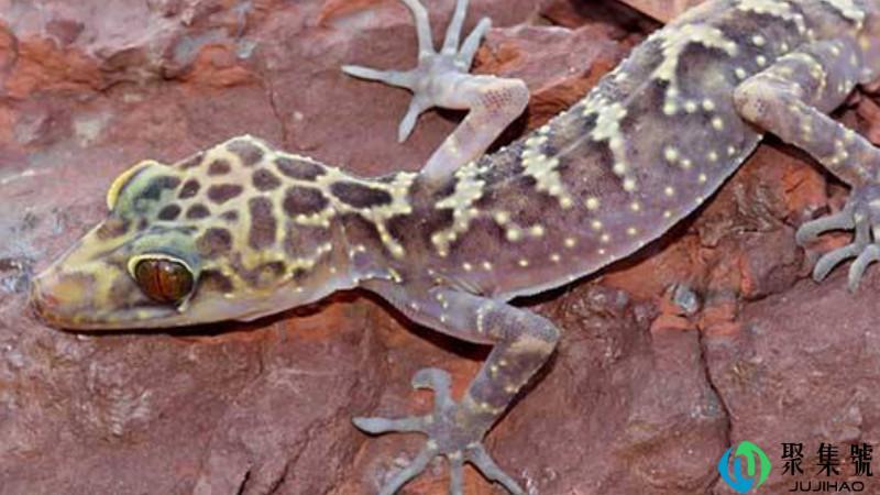 五毒是什么动物