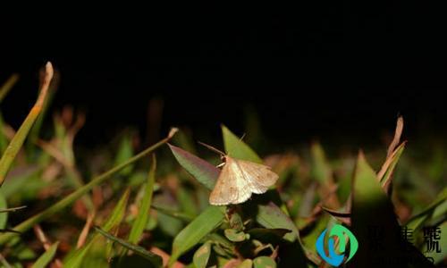 家里的小飞蛾从哪里来的