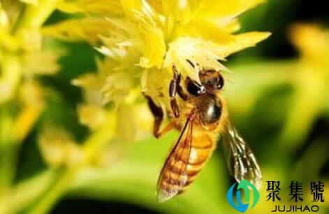 植物传粉的方式有哪些