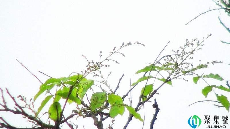 沉香放烟里有什么作用