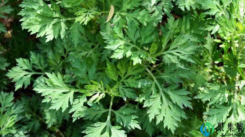 艾蒿和艾草的区别和作用