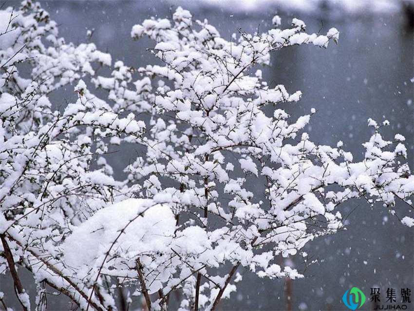 忽如一夜春风来的下一句