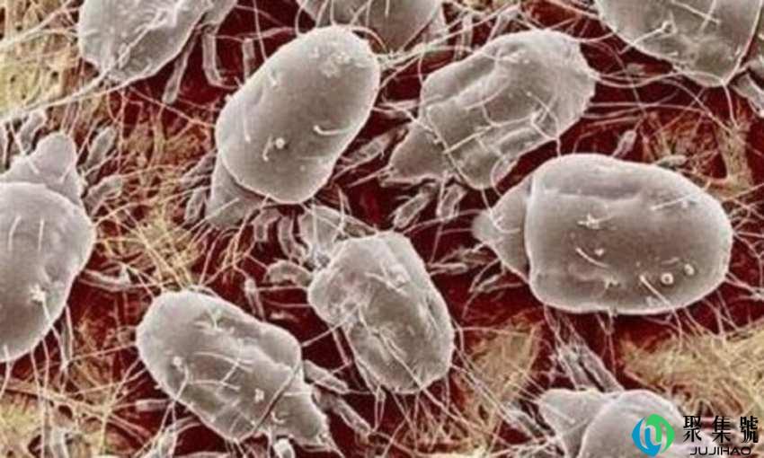 螨虫真的存在吗