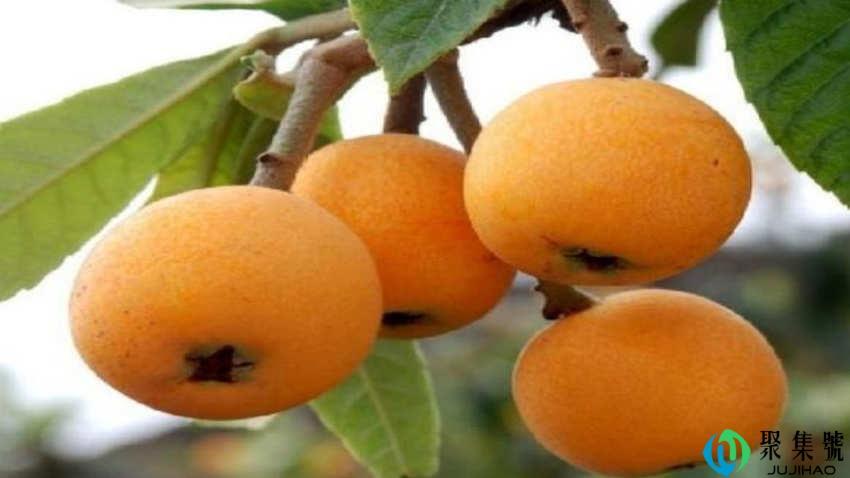 枇杷不能跟什么一起吃