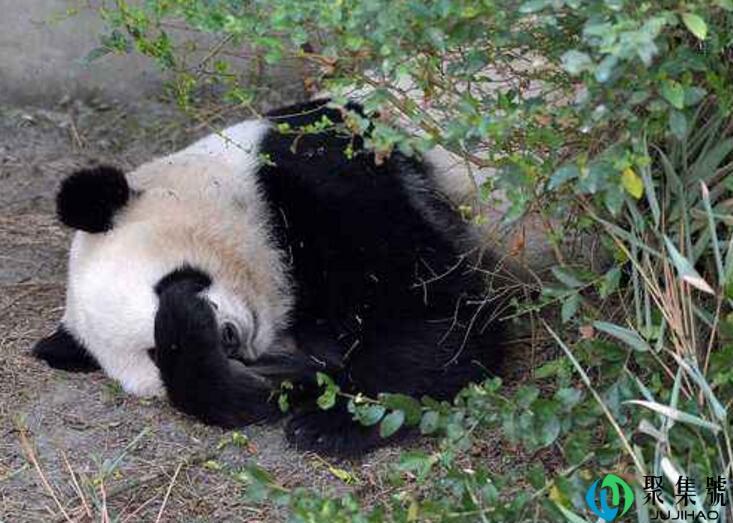 大熊猫玩什么