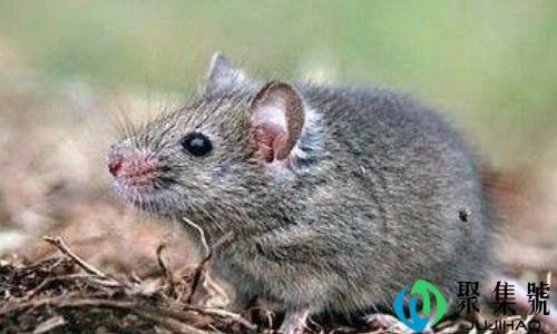 老鼠太多了有什么妙招
