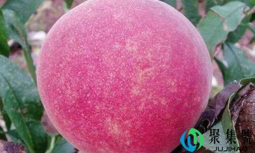 6月份成熟的几个桃品种