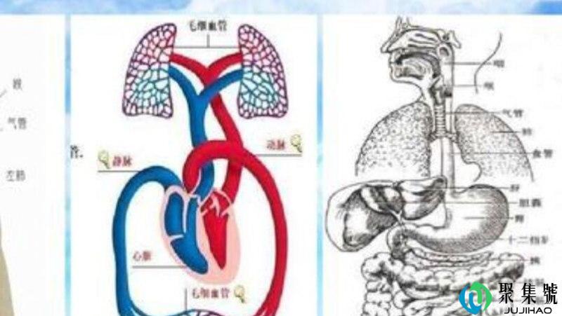人体三大系统是什么