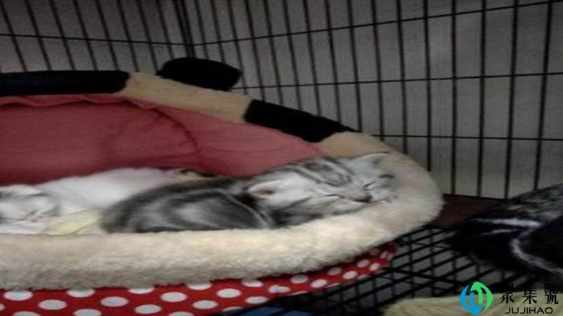 猫咪五粉是什么意思