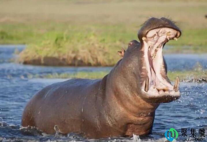 刚出生的河马有多重