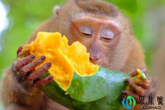 双倍的快乐是什么梗