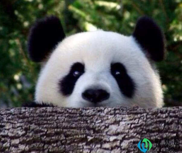 熊猫摔不死吗