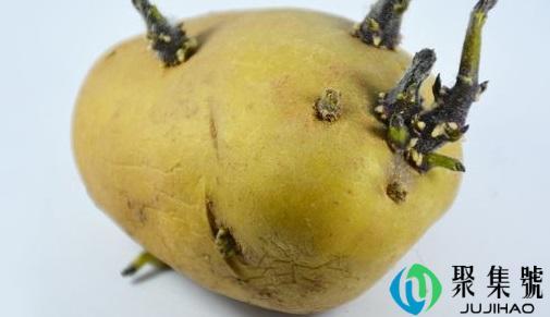 保存土豆不发芽的秘招