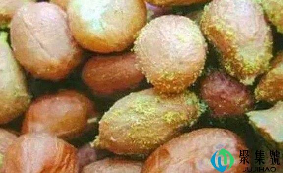 黄曲霉素怎么产生