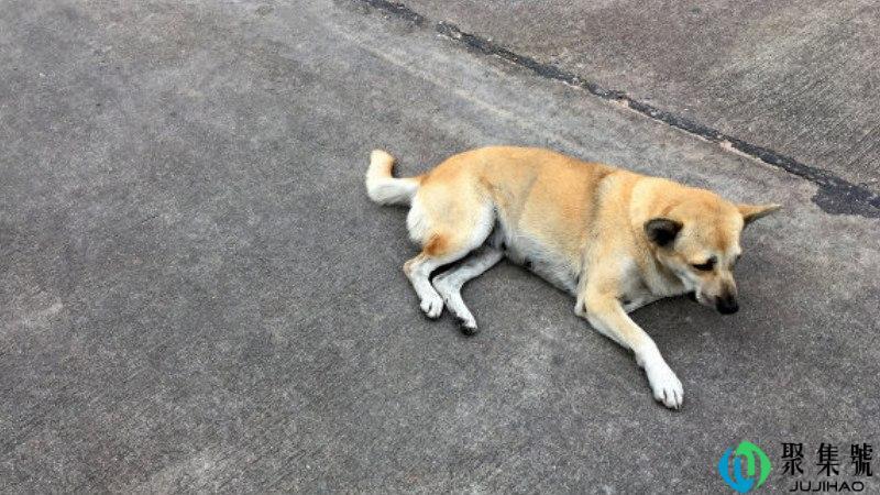 家有良十一是啥动物