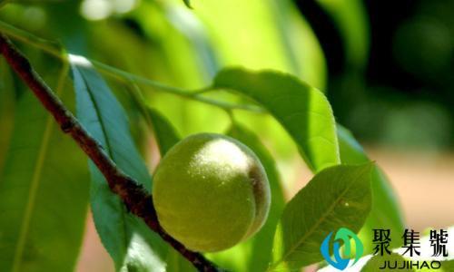 桃子核是干垃圾还是湿垃圾