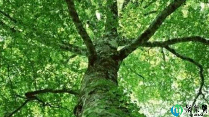 甲木是什么意思