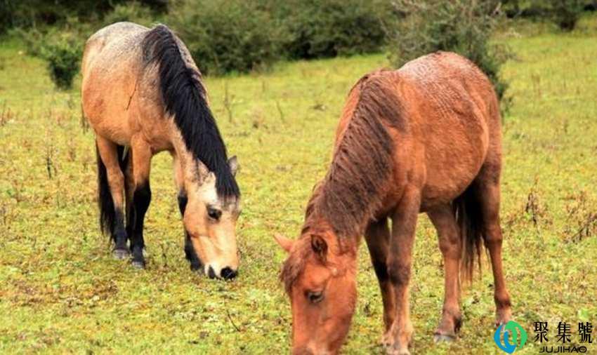 几度春风是什么生肖