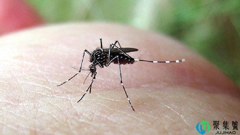 半夜没有蚊香怎么驱蚊