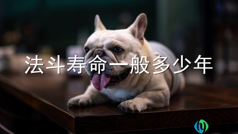 法斗寿命一般多少年