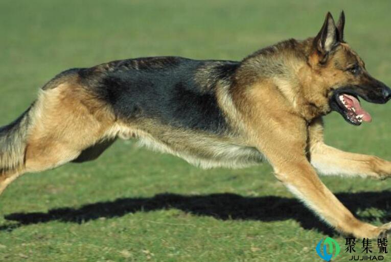 养德牧的十大坏处