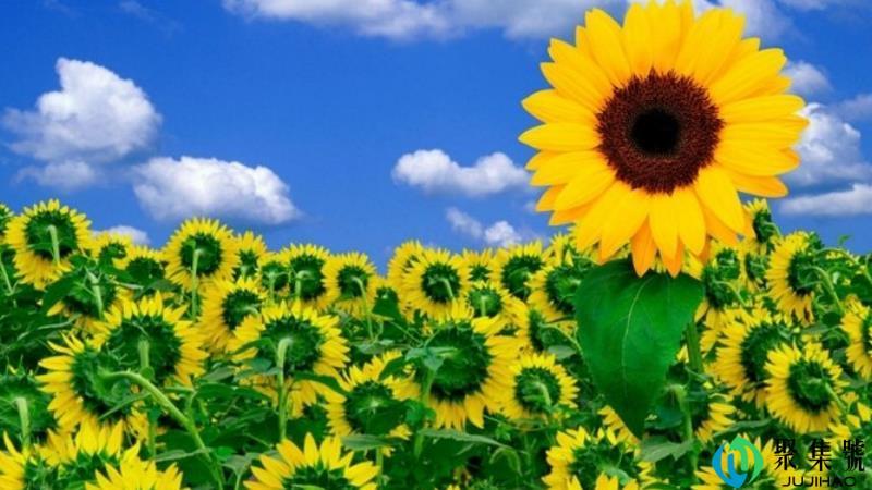 高考向日葵什么意思