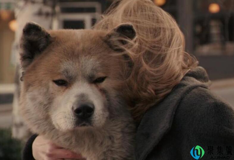 忠犬八公的故事