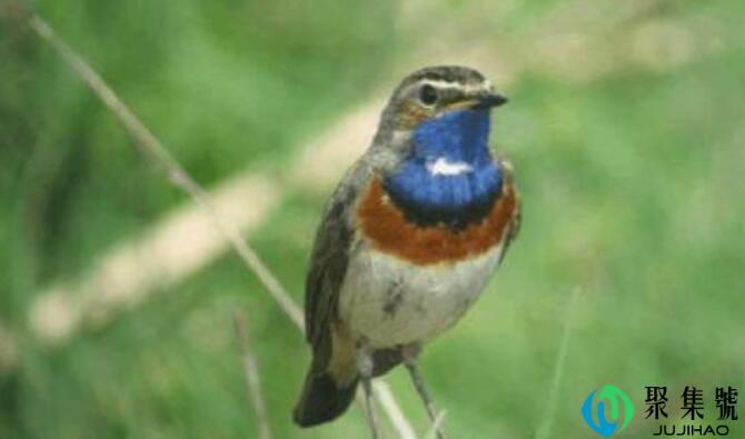 靛颏喂土霉素好吗