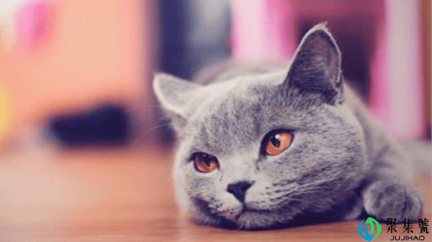 猫一共有多少品种呢