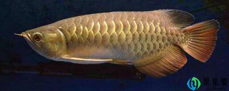 过背和高背的区别