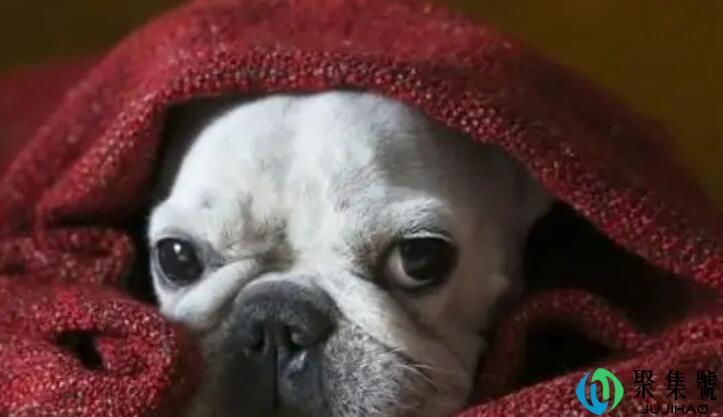 狗狗来大姨妈的血搞床单上了,能用洗衣机洗么-