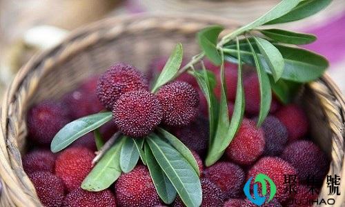 杨梅名字的由来