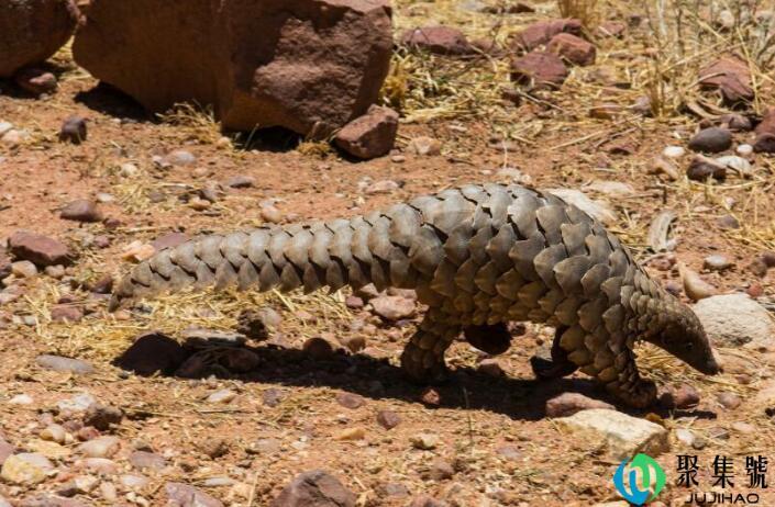 穿山甲怎样杀法
