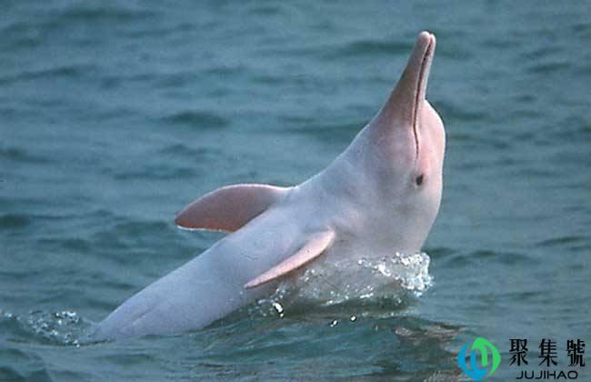 白鳍豚白暨豚是同一物种吗