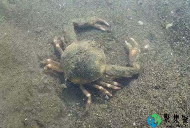 猴里蟹什么意思