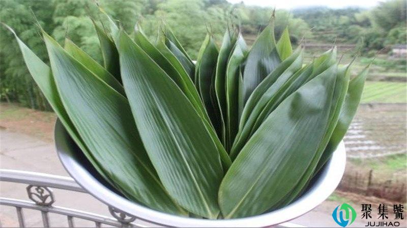 箬叶和粽叶有什么区别