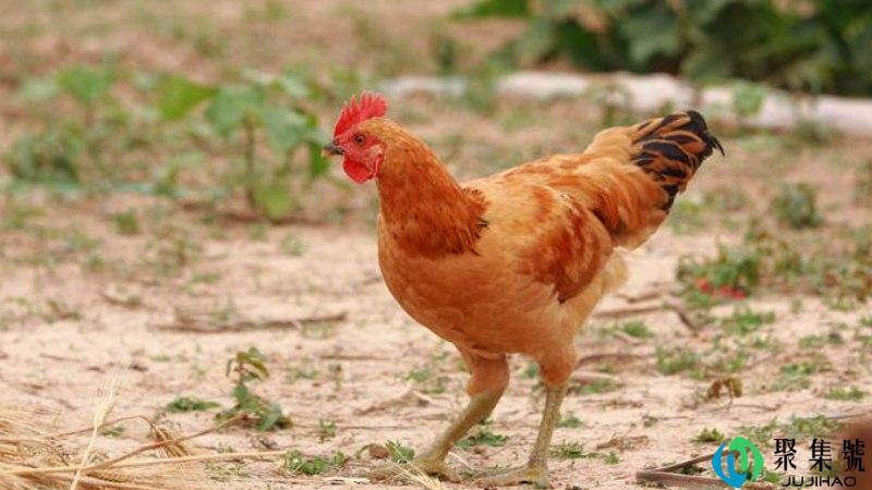 童子鸡一般多重